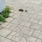 Осторожно с ежихой и её детёнышем!