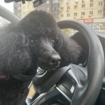 Пропажа собаки
